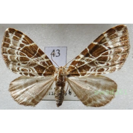 Eustroma reticulata (Denis & Schiffermüller, 1775) Czech43
